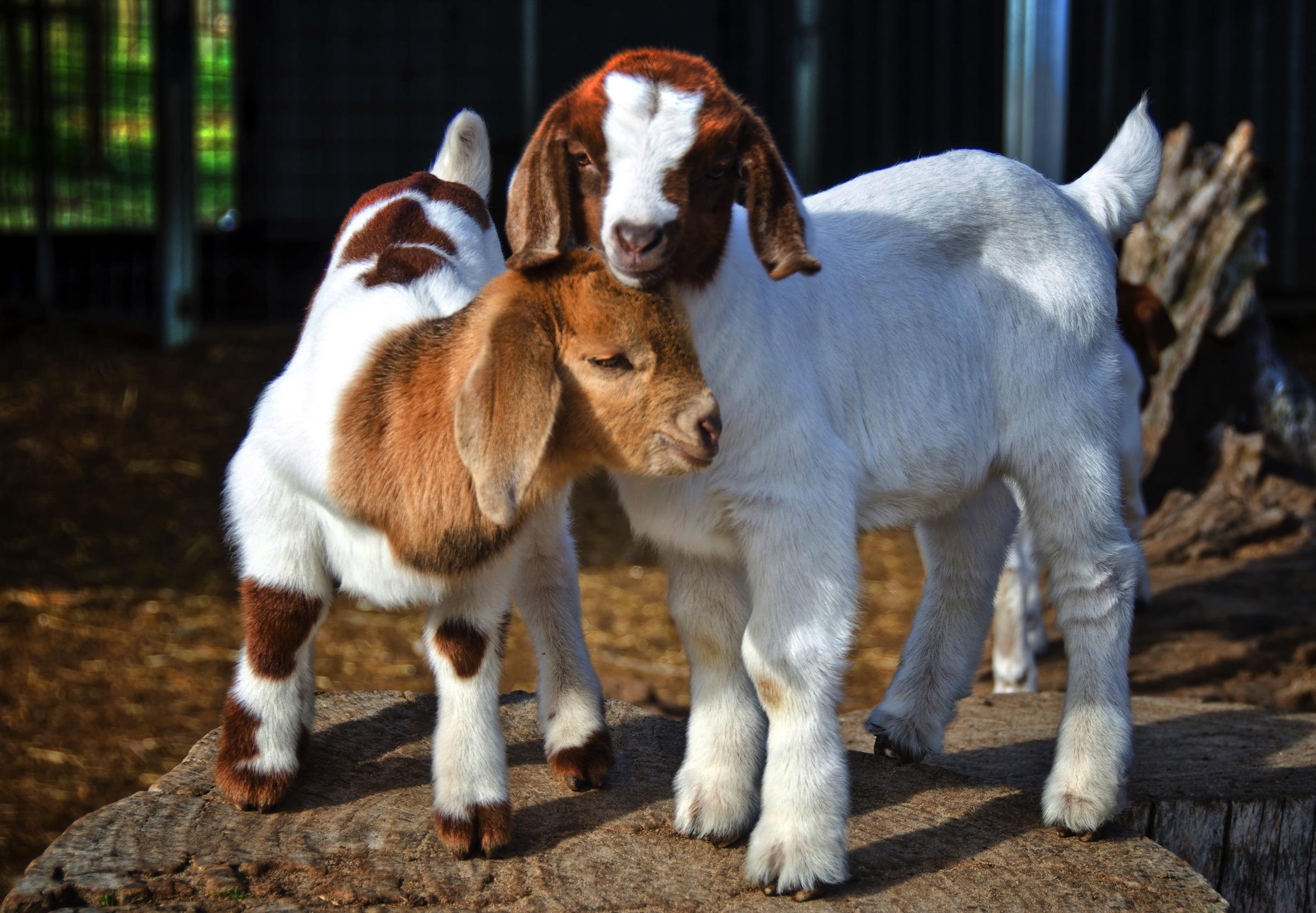 Perbeemd is een dierenartsenpraktijk die zich richt op landbouwhuisdieren, paarden, geiten, schapen en varkens. 