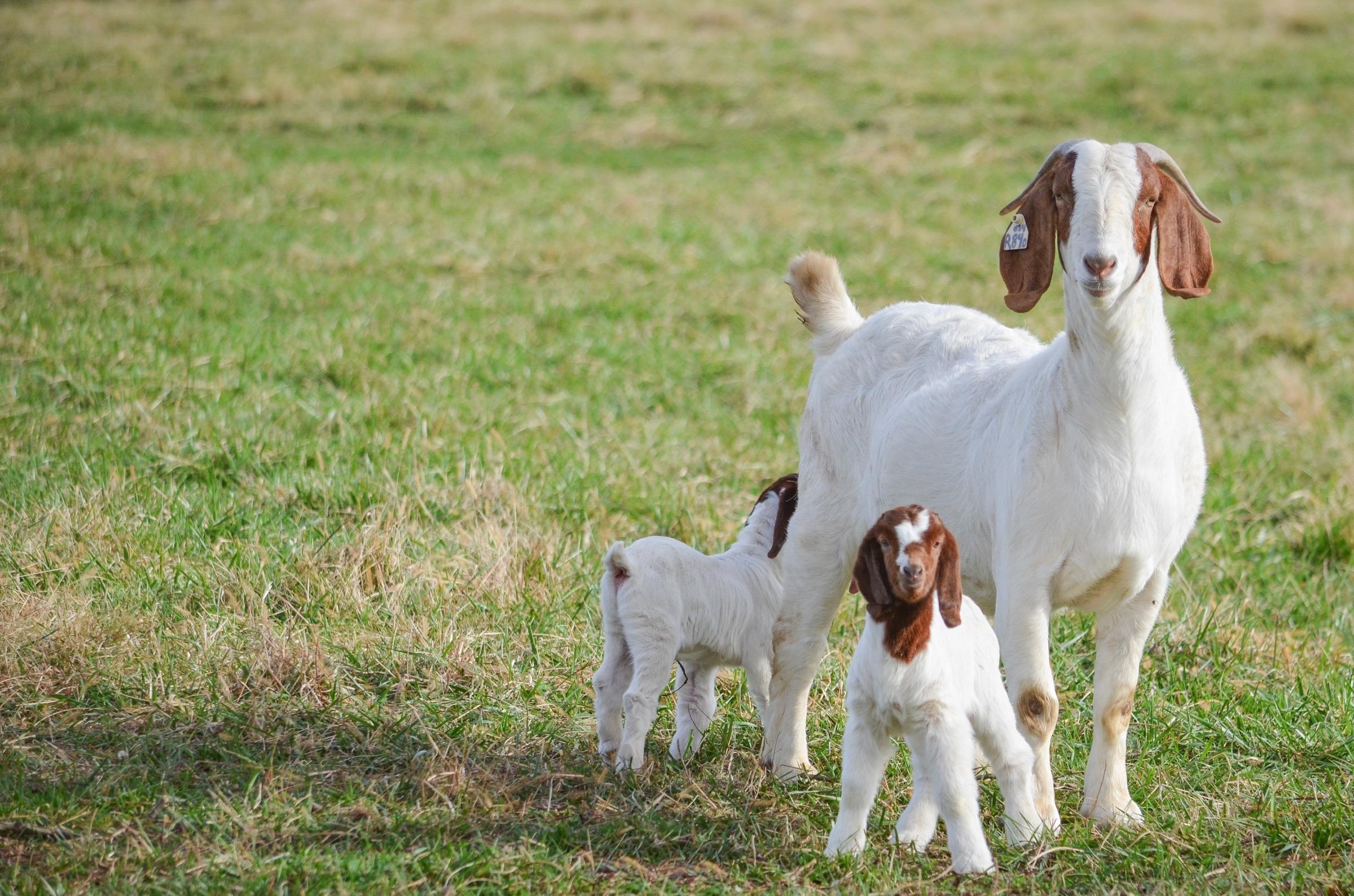 Perbeemd is een dierenartsenpraktijk die zich richt op landbouwhuisdieren, paarden, geiten, schapen en varkens. 