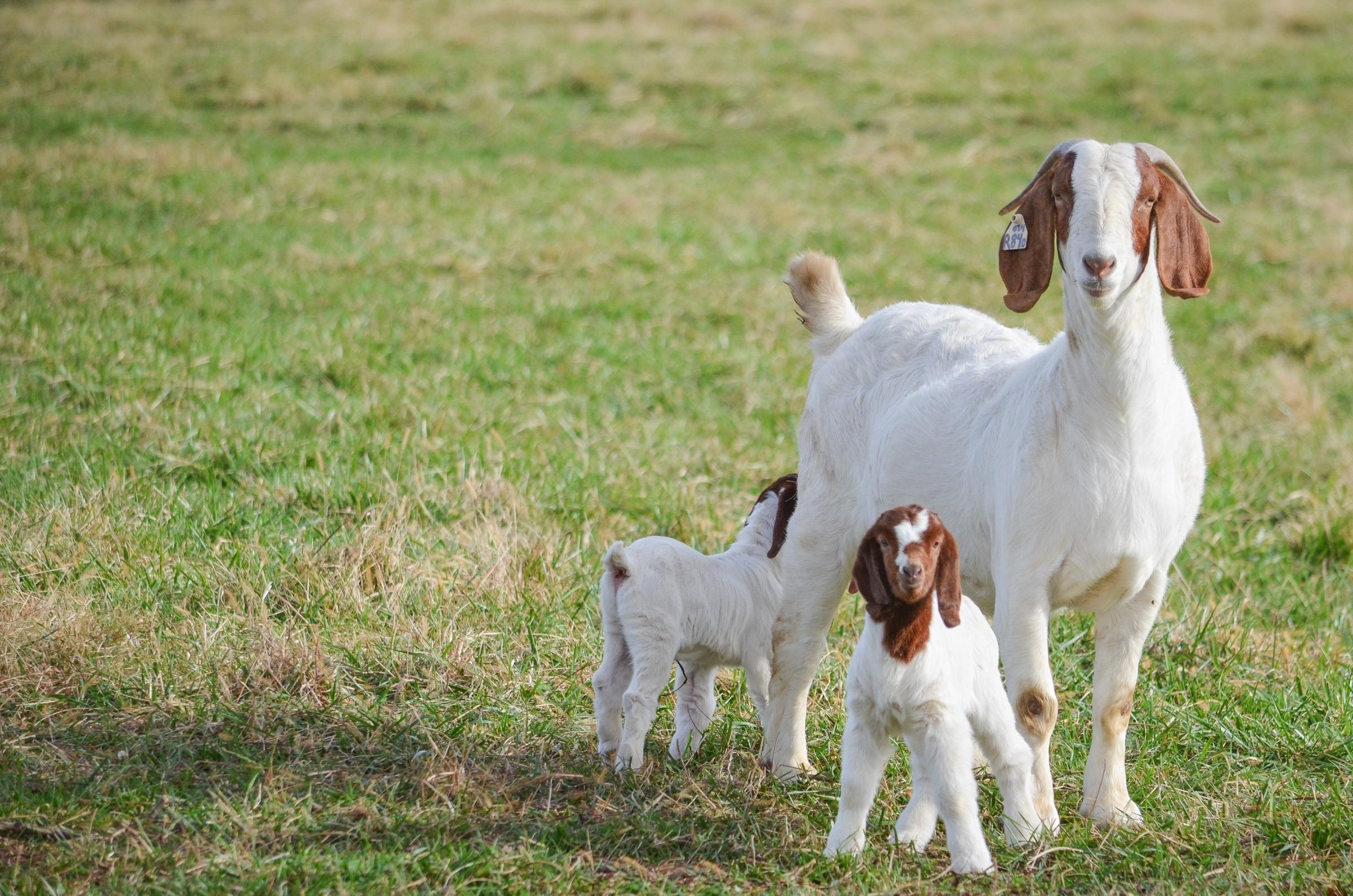 Dierenartsenpraktijk Perbeemd Perbeemd is een dierenartsenpraktijk die zich richt op landbouwhuisdieren, paarden, geiten, schapen en varkens.