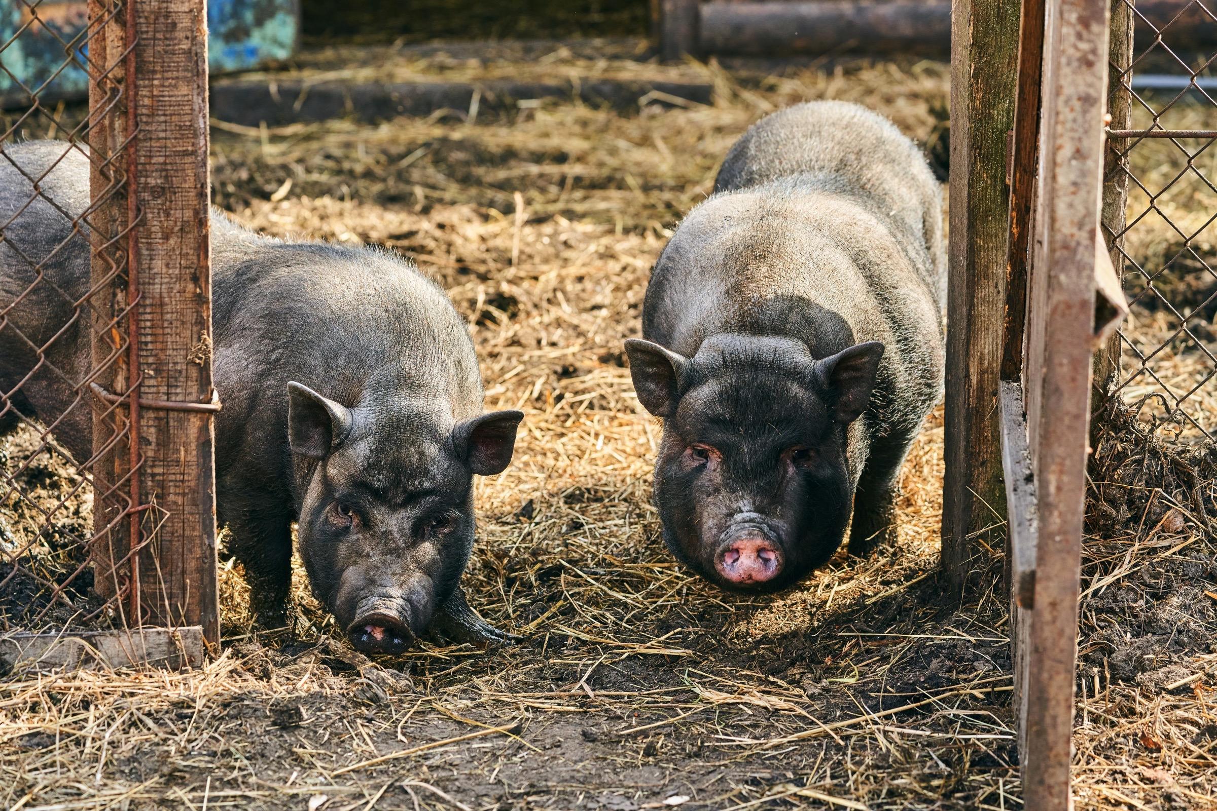 Dierenartsenpraktijk Perbeemd Perbeemd is een dierenartsenpraktijk die zich richt op landbouwhuisdieren, paarden, geiten, schapen en varkens.