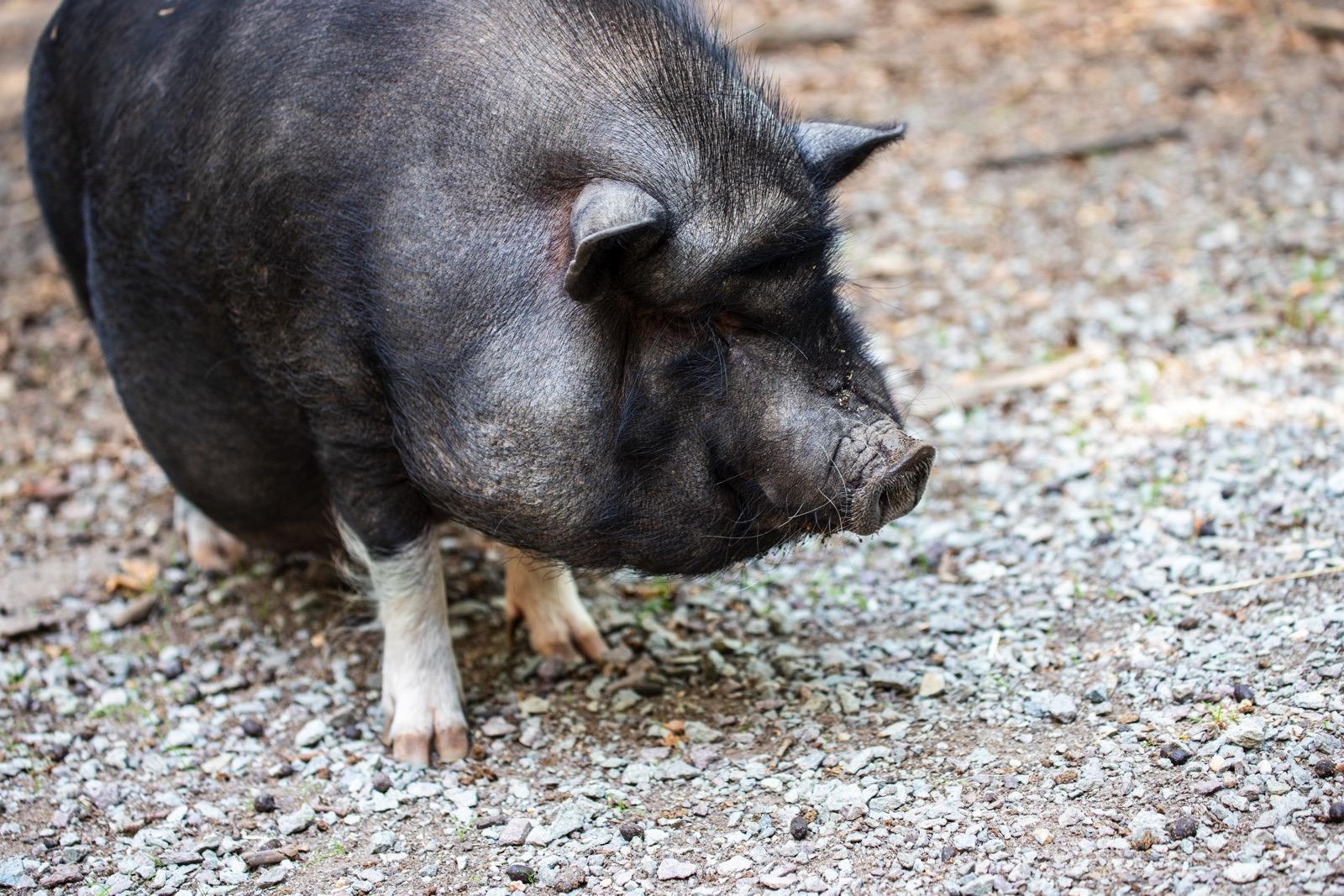 Perbeemd is een dierenartsenpraktijk die zich richt op landbouwhuisdieren, paarden, geiten, schapen en varkens. 