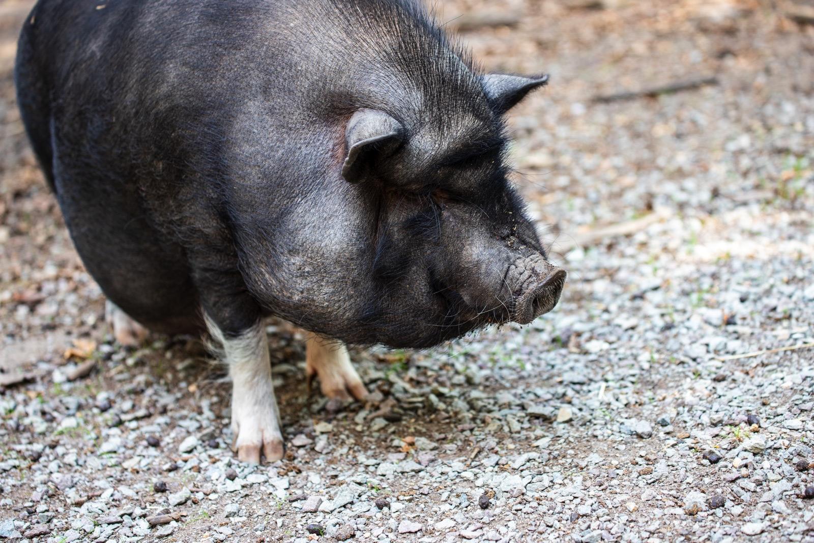 Perbeemd is een dierenartsenpraktijk die zich richt op landbouwhuisdieren, paarden, geiten, schapen en varkens. 