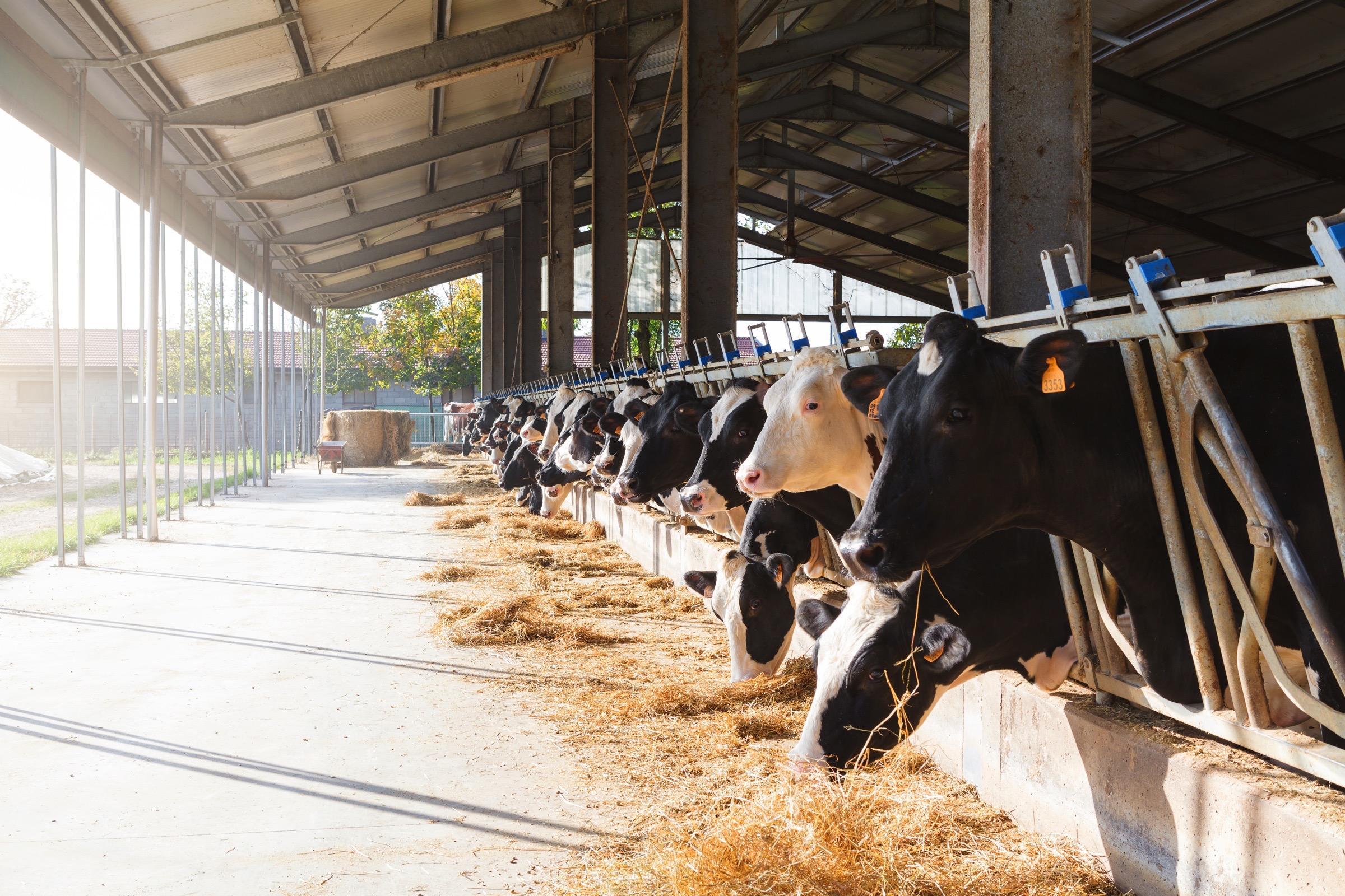 Dierenartsenpraktijk Perbeemd Perbeemd is een dierenartsenpraktijk die zich richt op landbouwhuisdieren, paarden, geiten, schapen en varkens.
